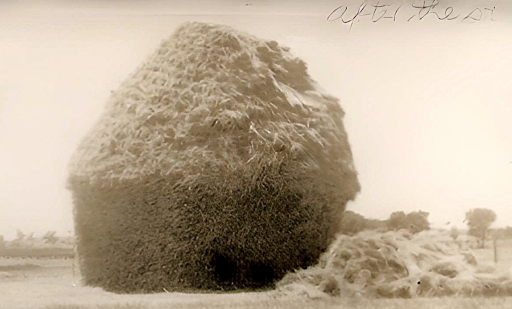 1948 Hay stook after the storm.jpg