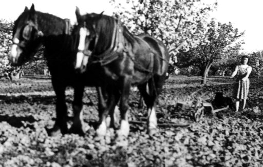 1950 03 Behind the plough SP BB191.jpg