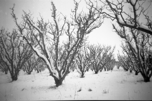 1950 08 Emmaville orchard in snow SN BB071.jpg