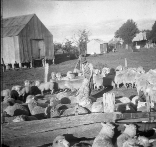 1950 Big Yard Bob with sheep SN BB063.jpg