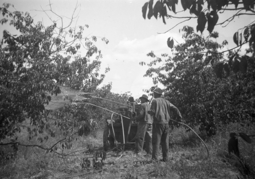 1952 11 Bob and Jim spraying orchard SN BB108.jpg