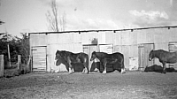 1940s Stables Scanned Pictures BB245.jpg