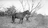 1948 Darky in the orchard SN BB067.jpg