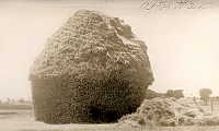 1948 Hay stook after the storm.jpg