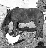 1949 Scanned Negatives BB137.jpg