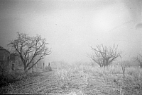 1950 01 Grasshopper plague on Emmaville SN BB074.jpg