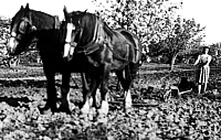 1950 03 Behind the plough SP BB191.jpg