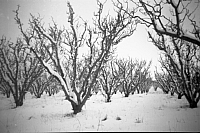 1950 08 Emmaville orchard in snow SN BB071.jpg