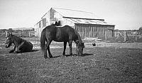 1950 Big Yard Work horses with packing shed SN BB066.jpg