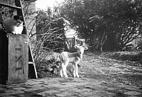 1952 Old photo lamb and cat on IXL box006.jpg